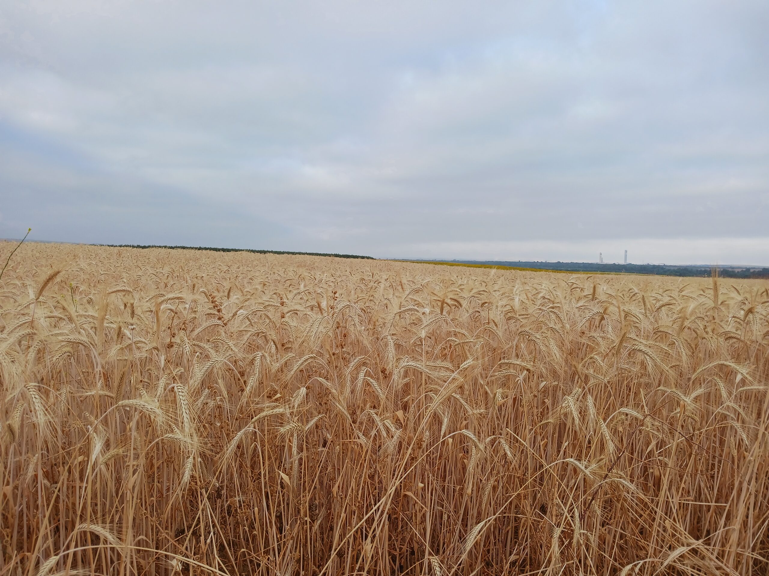 ¡Resultados prometedores con prácticas de agricultura regenerativa y aplicación de digestato!